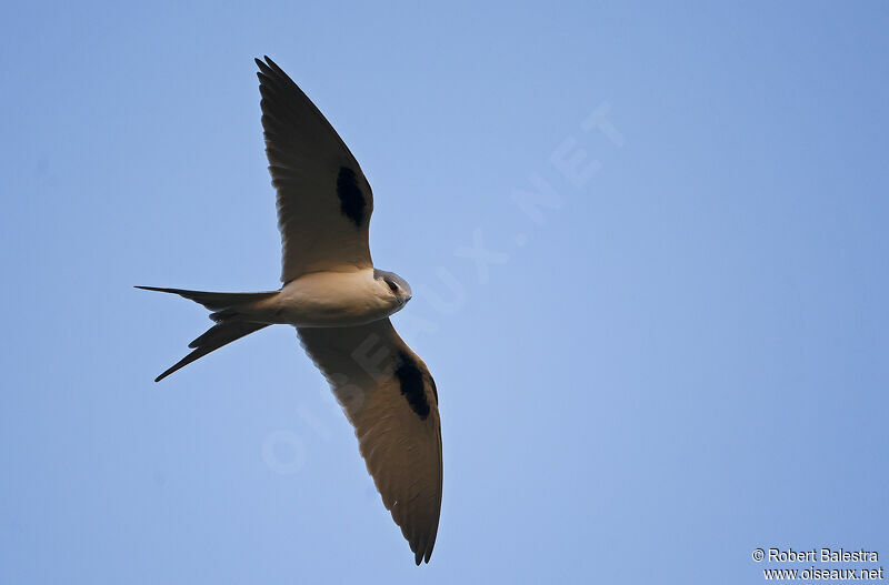 Scissor-tailed Kite