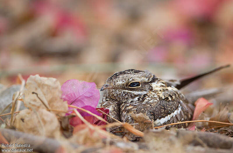 Slender-tailed Nightjaradult, close-up portrait