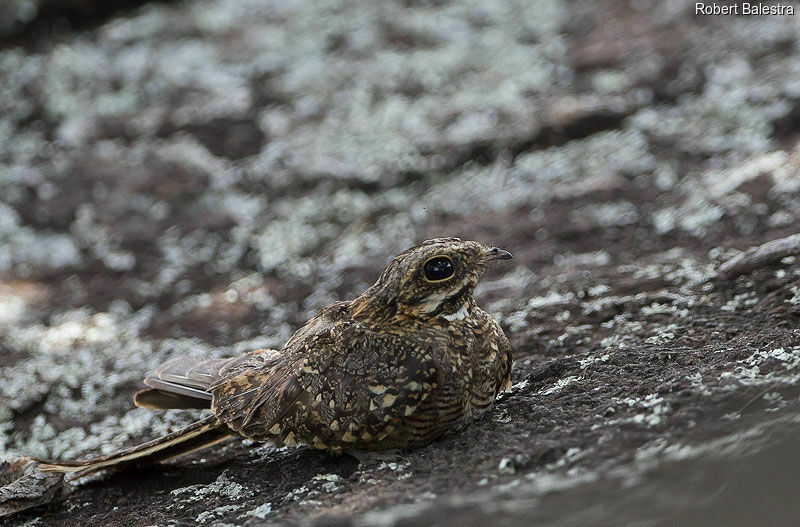 Slender-tailed Nightjar