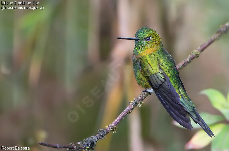 Golden-breasted Puffleg