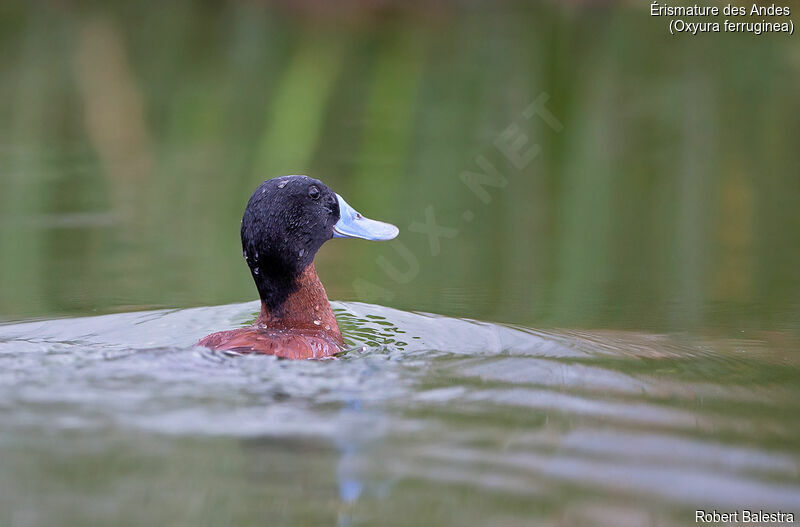 Andean Duck