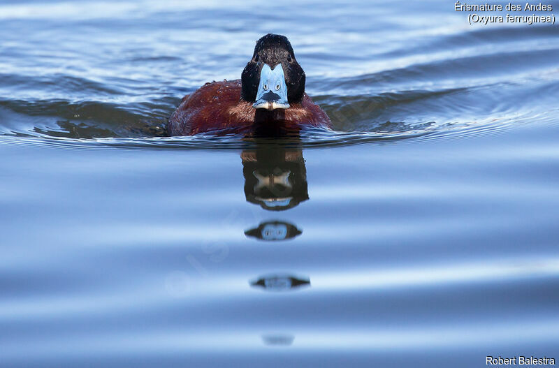 Andean Duck