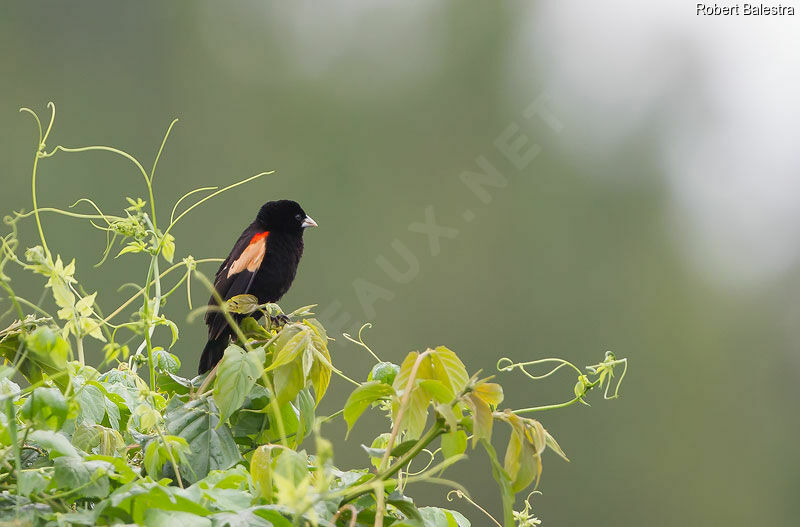 Fan-tailed Widowbird