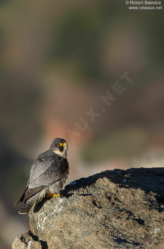 Peregrine Falcon