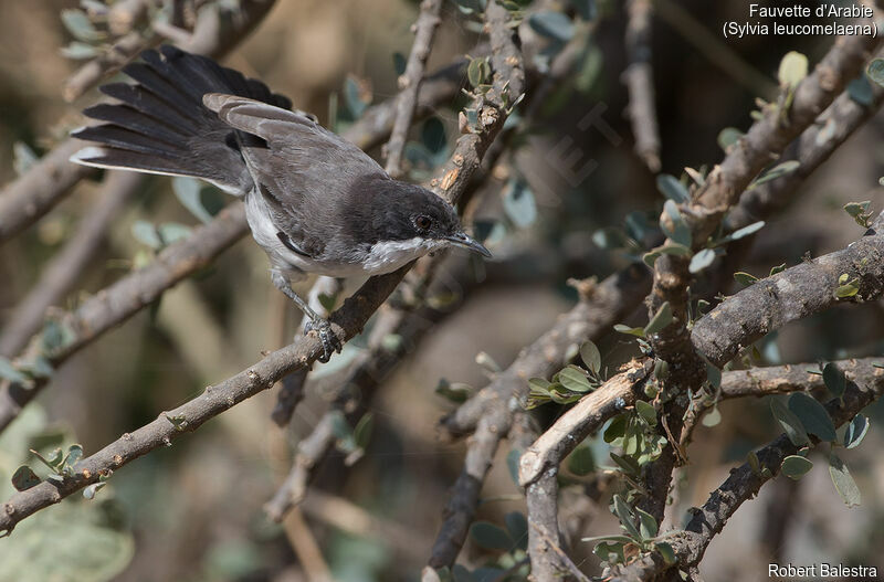 Arabian Warbler