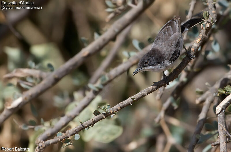 Arabian Warbler