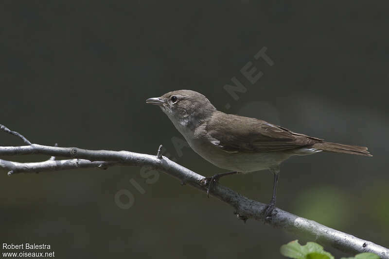 Garden Warbler