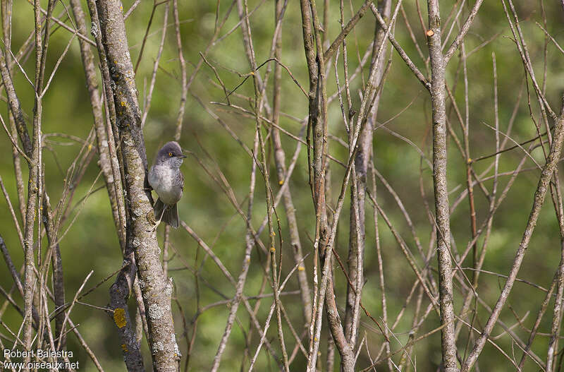 Barred Warbler male adult, habitat, pigmentation