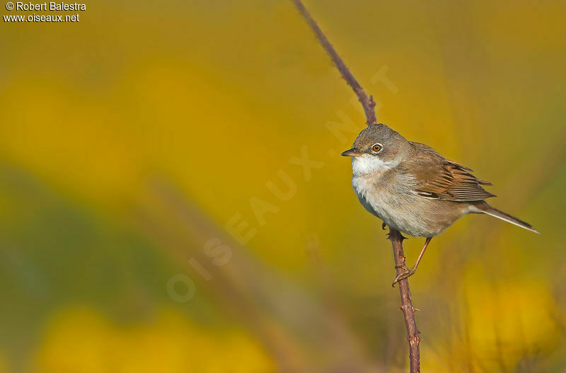 Common Whitethroat