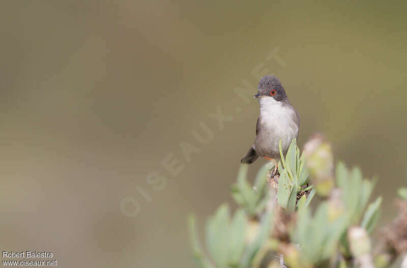 Sardinian Warbler female adult, close-up portrait