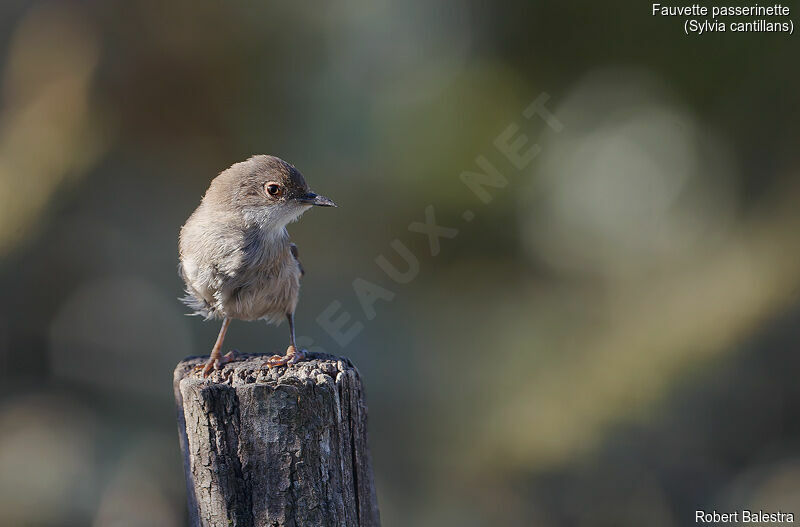 Fauvette passerinette