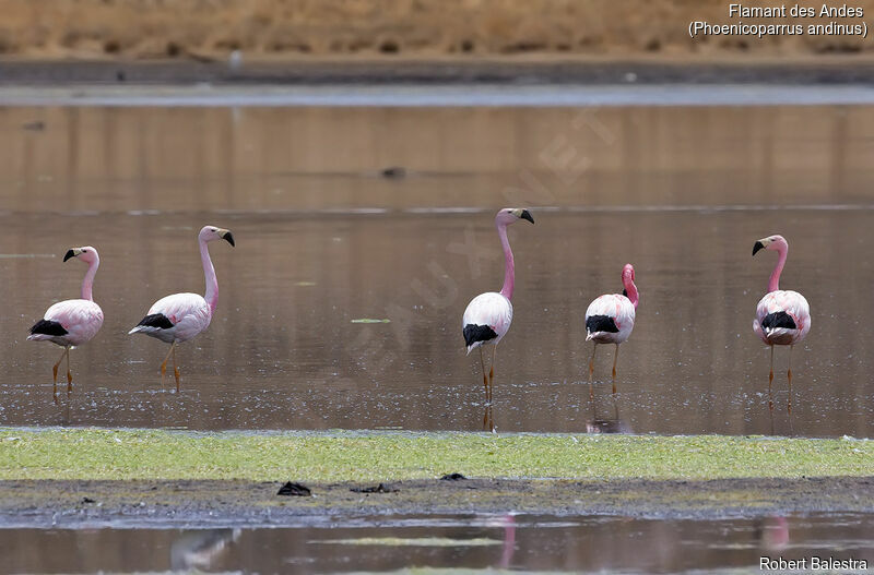 Andean Flamingo