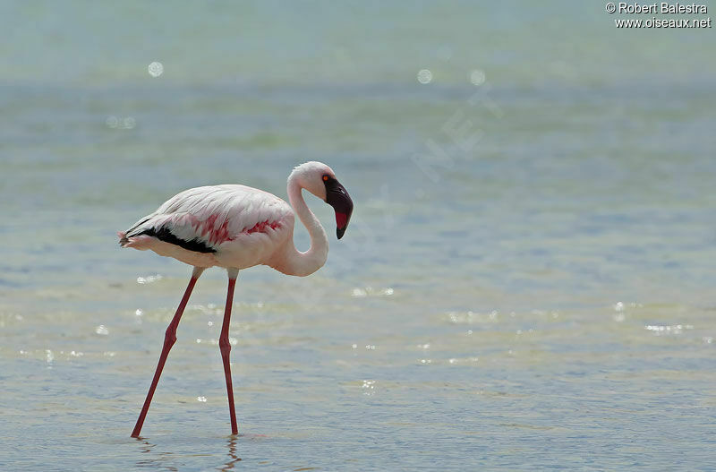 Flamant nainadulte, identification