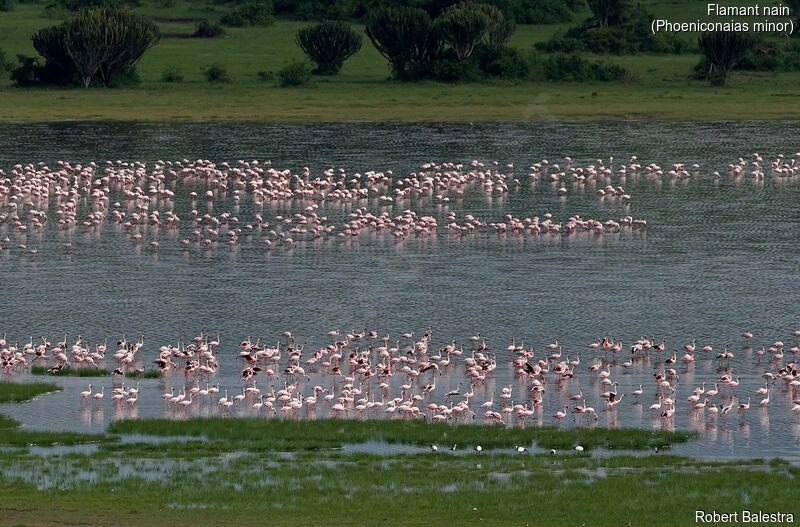 Lesser Flamingo