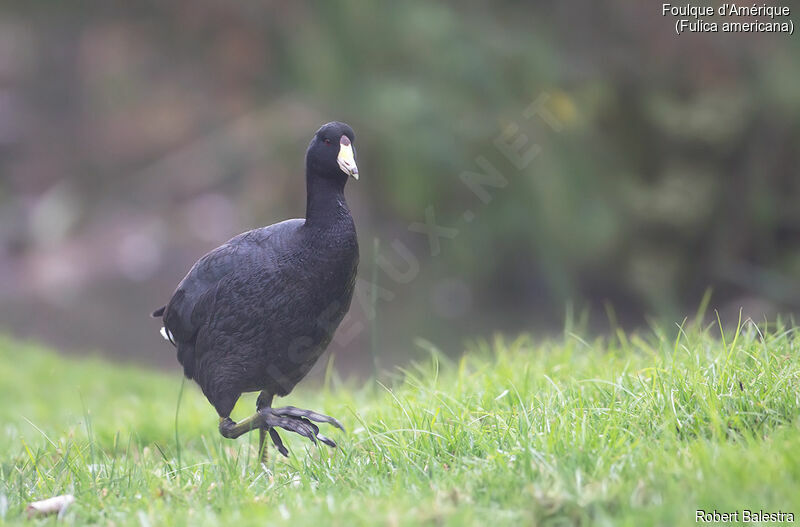 American Coot