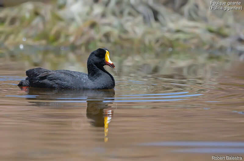 Giant Coot