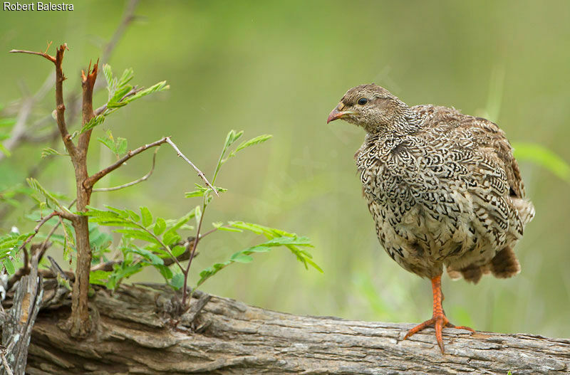 Natal Spurfowl