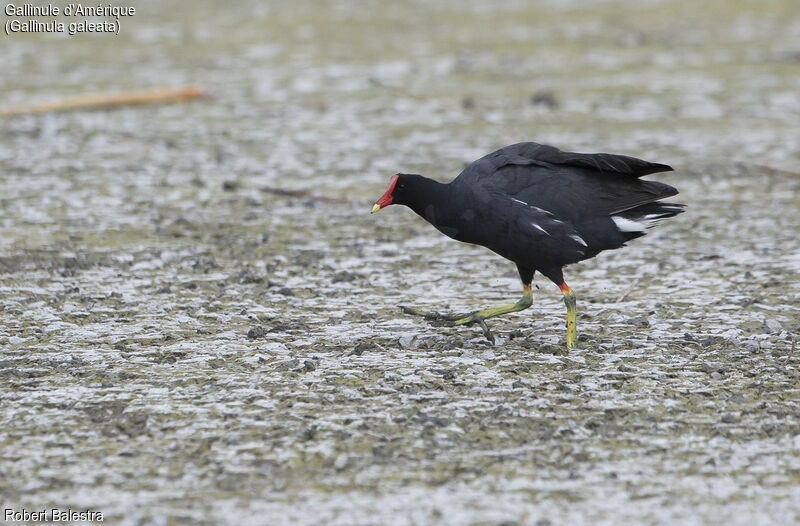 Gallinule d'Amérique