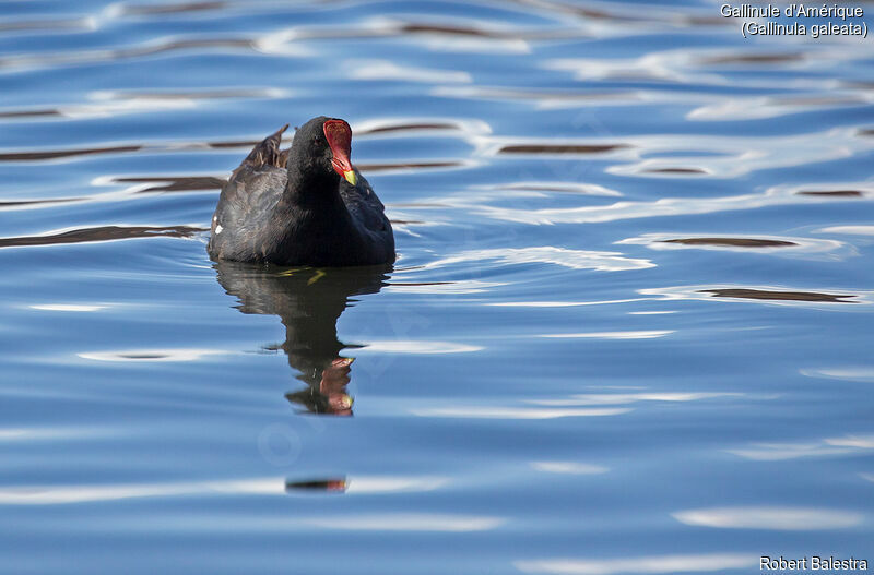 Gallinule d'Amérique