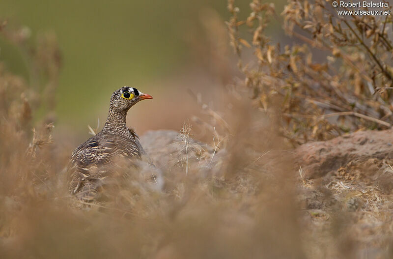 Lichtenstein's Sandgrouse male