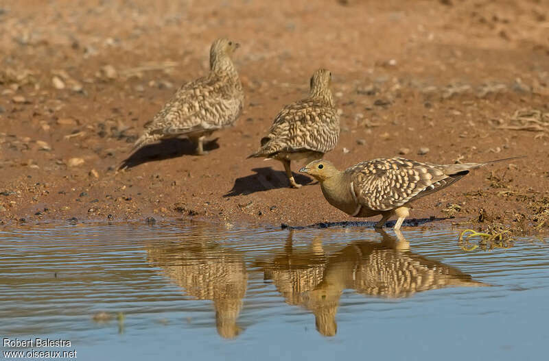 Ganga namaqua, boit