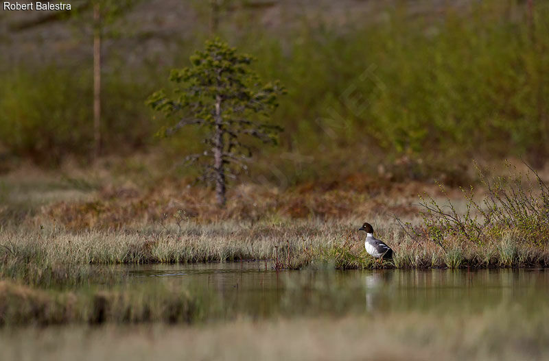 Common Goldeneye female