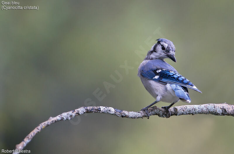 Blue Jay