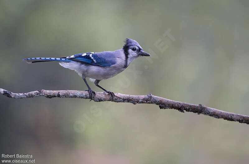 Blue Jayadult, identification