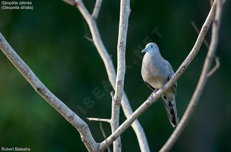 Zebra Dove