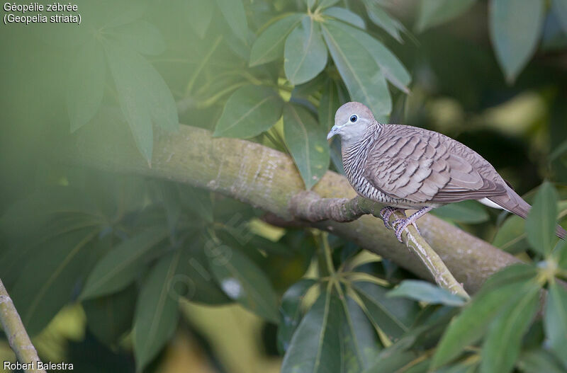 Zebra Dove