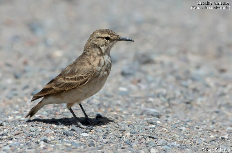 Common Miner