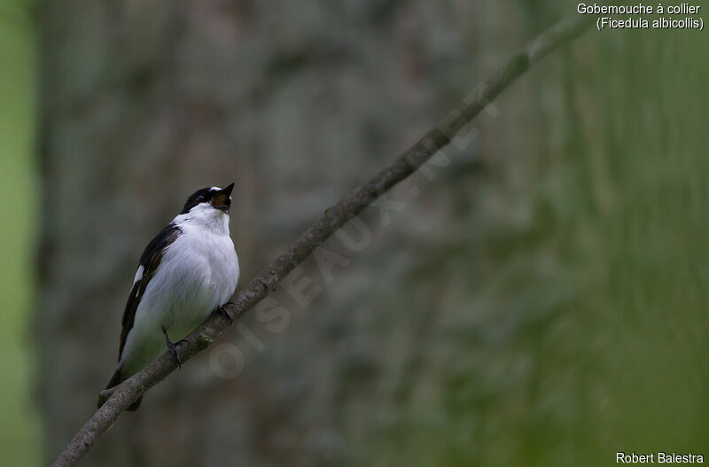 Collared Flycatcher