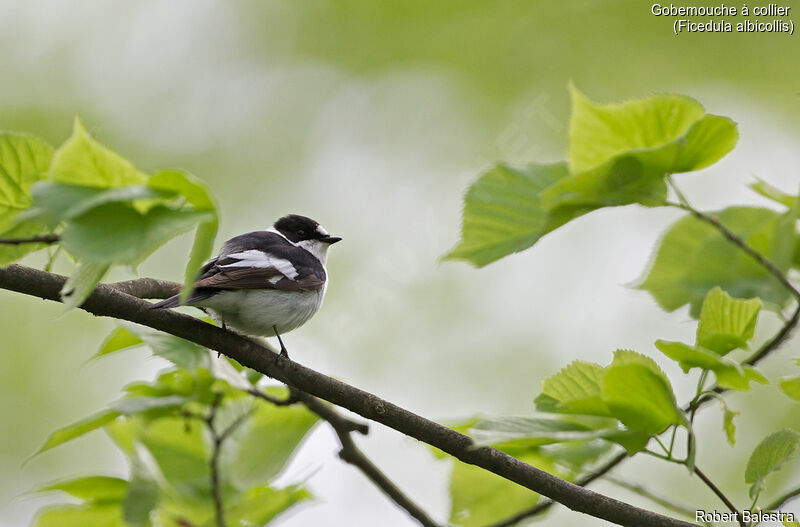 Collared Flycatcher