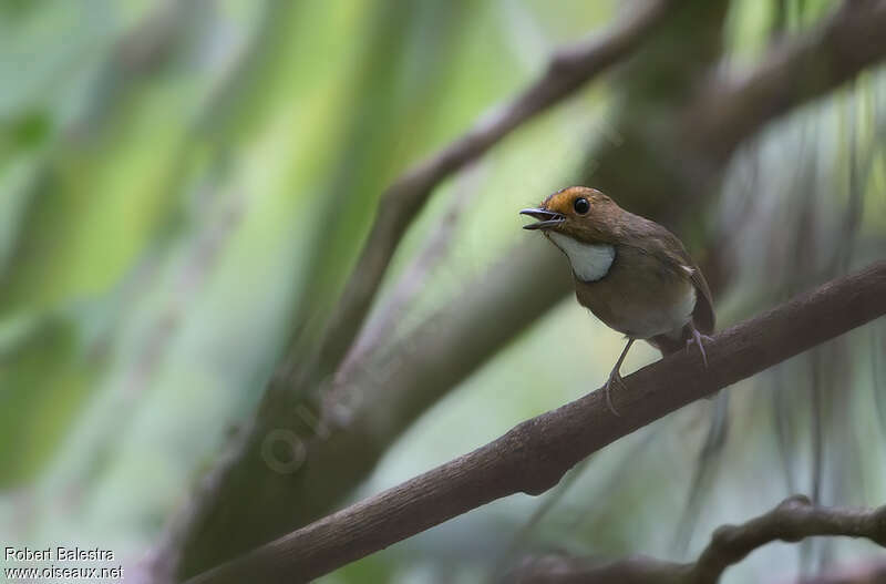 Rufous-browed Flycatcher