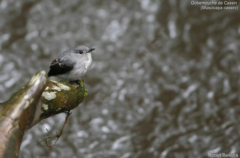 Cassin's Flycatcher