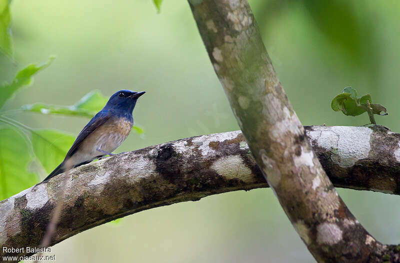 Hainan Blue Flycatcheradult, pigmentation