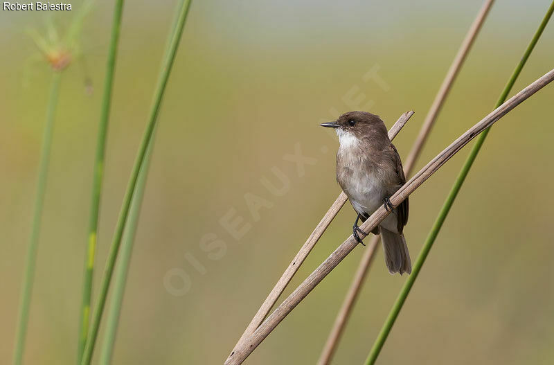 Swamp Flycatcher