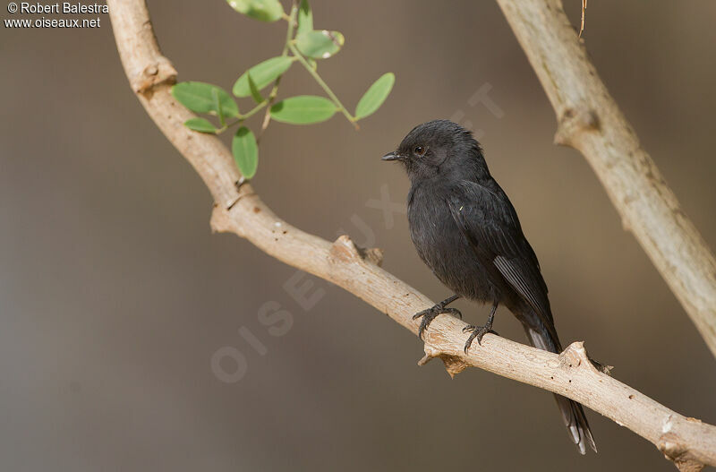 Gobemouche drongo