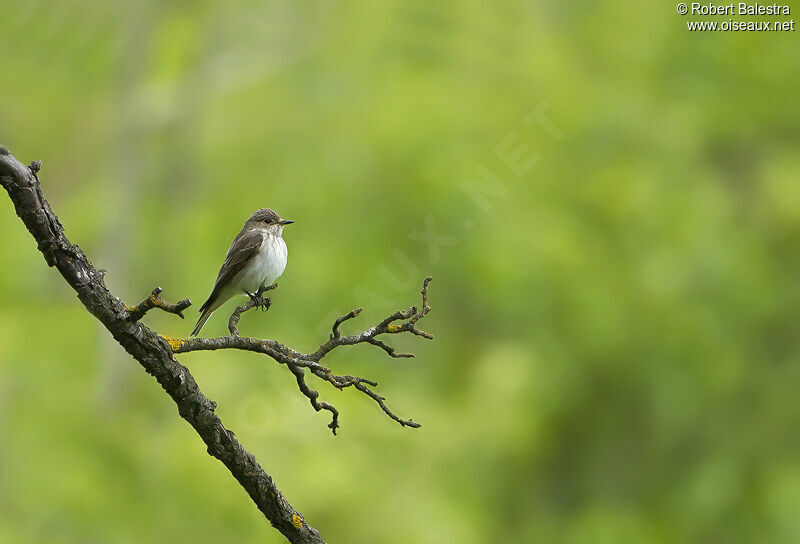 Spotted Flycatcher