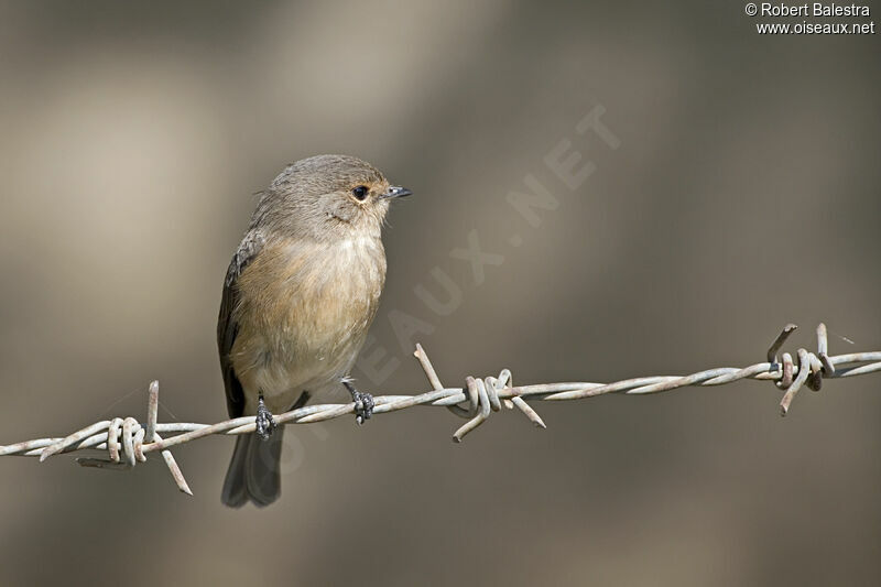 African Dusky Flycatcher