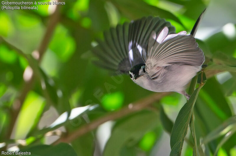 White-browed Gnatcatcher