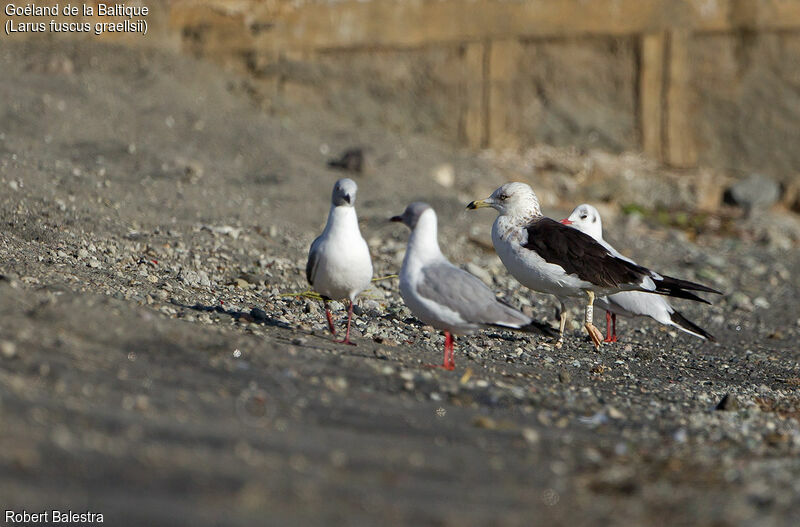 Lesser Black-backed Gull (graellsii)