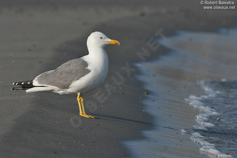 Yellow-legged Gull