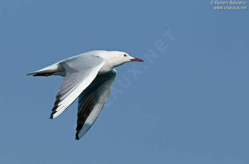 Slender-billed Gulladult