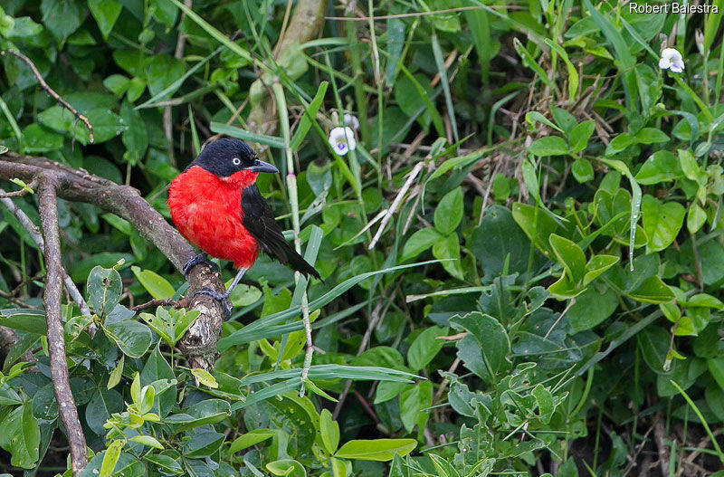 Black-headed Gonolek