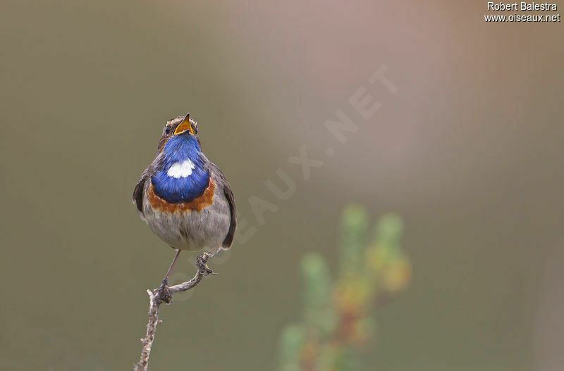 Gorgebleue à miroir mâle