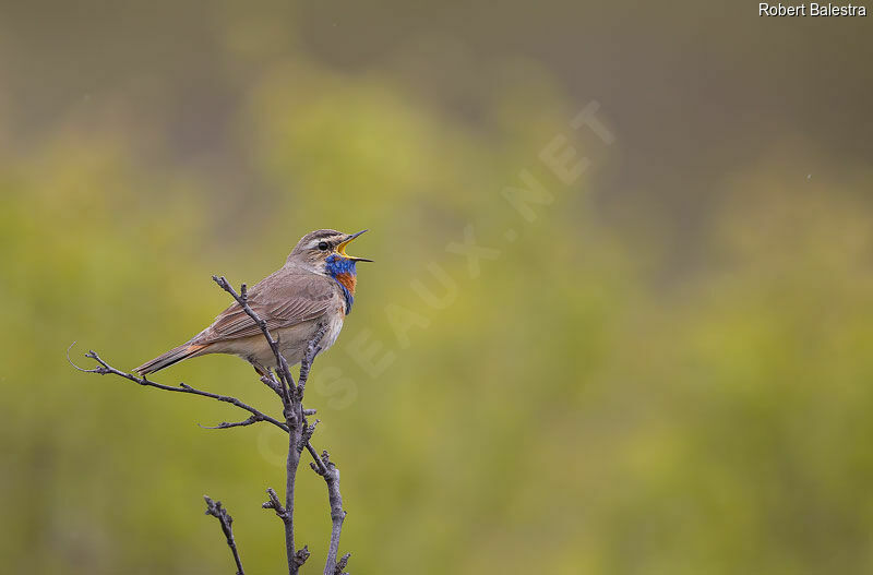 Gorgebleue à miroir