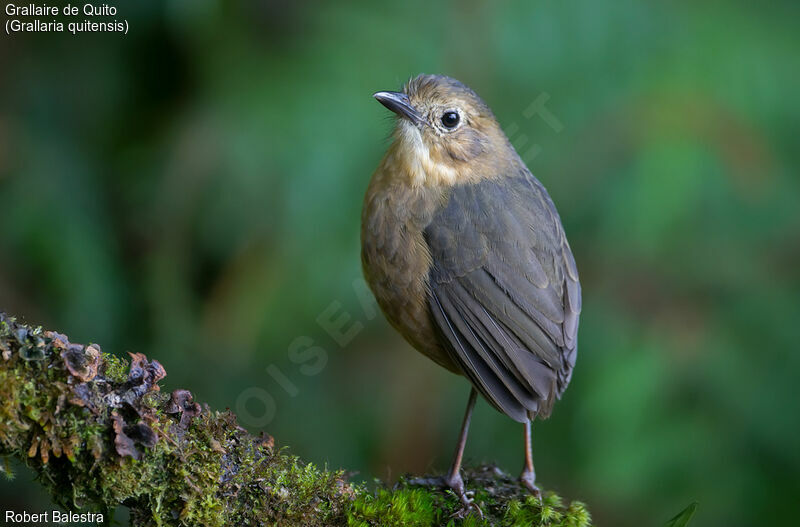 Tawny Antpitta