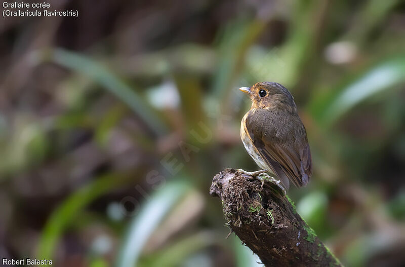 Ochre-breasted Antpitta