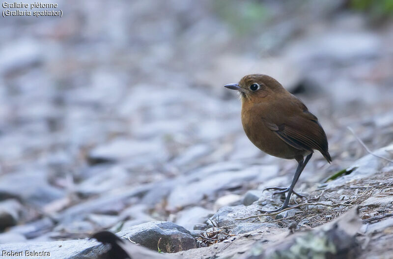 Sierra Nevada Antpitta